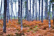 Золотое море папоротников