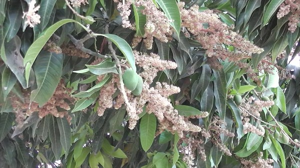 На дереве манго можно увидеть и цветы, и плоды