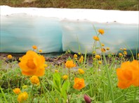 снежник и жарки