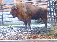 просто БИЗОН