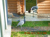 и птицы бывают разные...