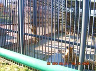 охота на папу