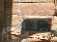 кошки - они и в Африке кошки...