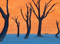 Camel-thorn-trees-namibia