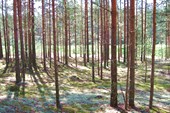 лес на западе Вологодчины