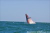 на фото: Прыгающий кит
