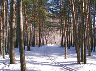 Затюменский парк-Затюменский лесопарк