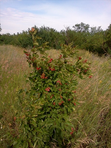 Куст красоты