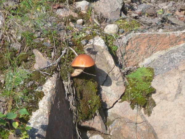 И на камнях растут грибы