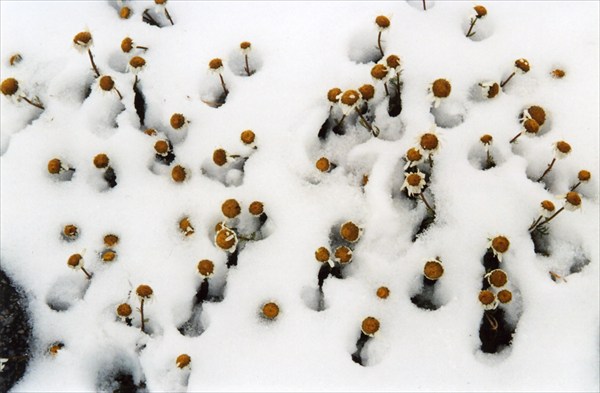 Ромашки в снегу