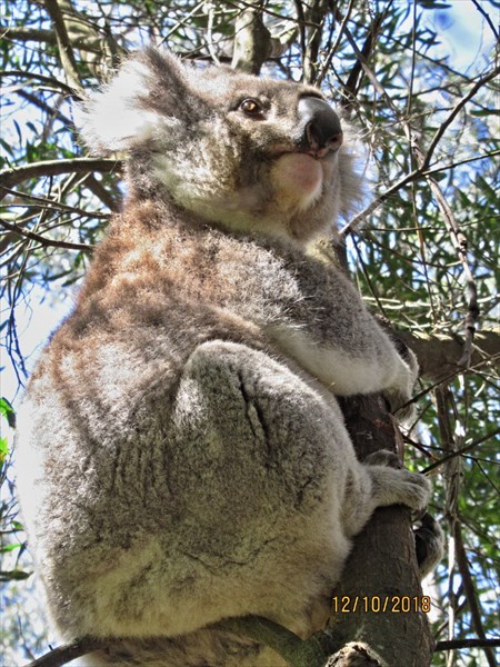 В нацпарке Great Otway, коала