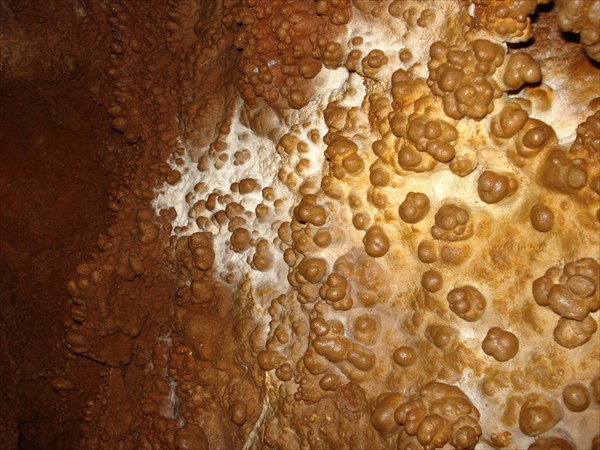 очаровательные кораллиты в галерее Магистральной