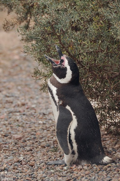 Голос пингвина похож на автомобильный клаксон