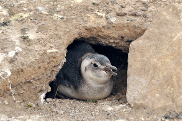 Мелкий пингвин робко прячет тело жирное в пещерах )
