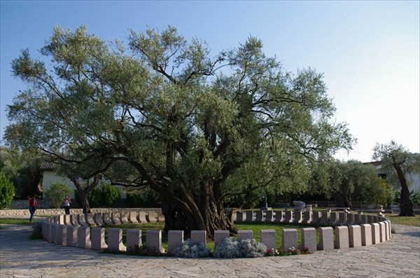 Самое старое дерево Европы.
