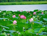 Озеро с лотосами-Места произрастания лотоса Комарова