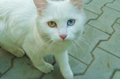 Белоснежная кошка с разноцветными глазами! Добрый знак!