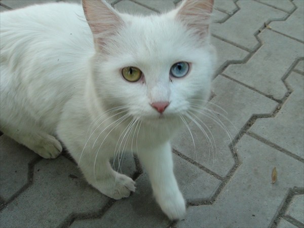 Белоснежная кошка с разноцветными глазами! Добрый знак!