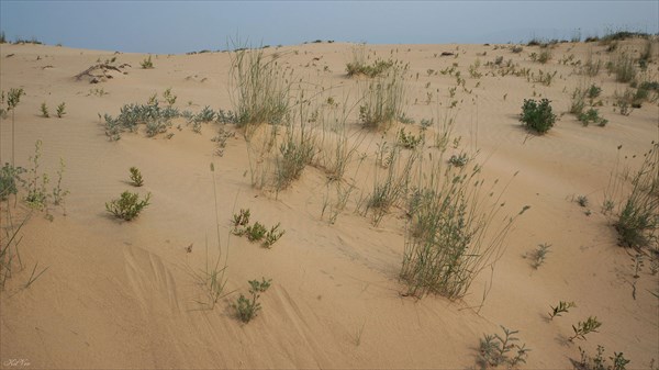 Пустынная растительность
