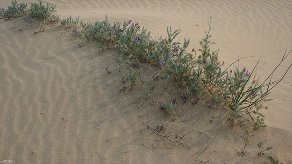 Растения в пустыне