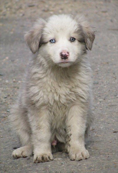 Чудо-щенок с разноцветными глазами