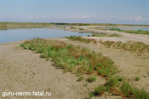 Бакальская коса, мыс Песчанный