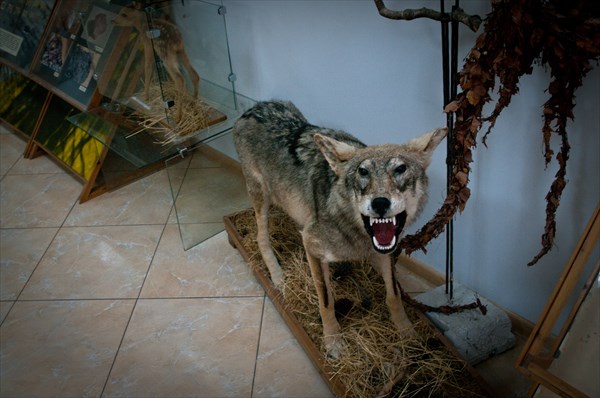 Чучело местного волка в музее Куршской Косы