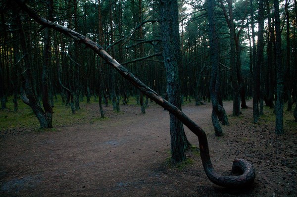 "Танцующий лес" на Куршской Косе.