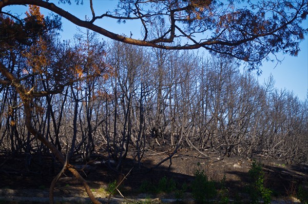 Через несколько километров велодорожка пошла через выжженный лес