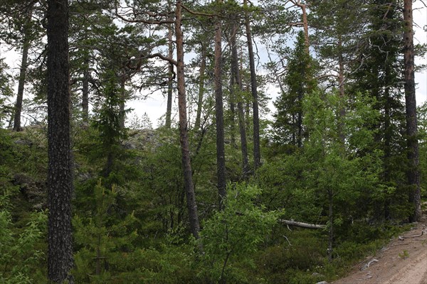 Красоты вдоль дороги от Белого моря к Амбарному