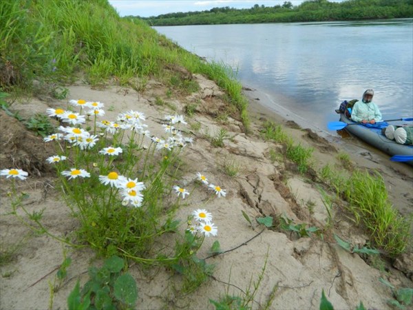 Все в ромашках