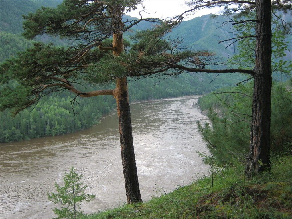 Приток витима 6. Тайга Бодайбо. Бодайбо лес. Дальняя Тайга Бодайбо. Река Витим Мамско Чуйский район.