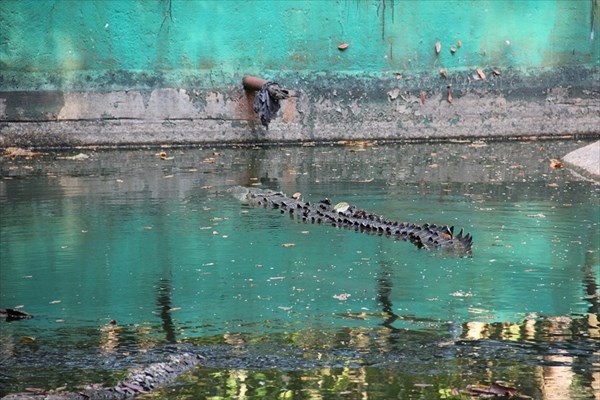 084-Крокодил
