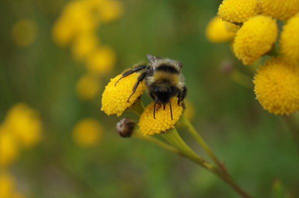Полярная пчела на полярном цветке