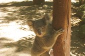 Переход коалы с дерева на дерево занимает полчаса