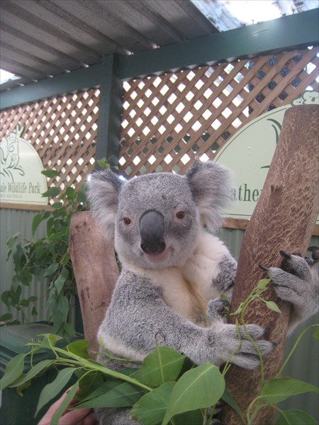 Этот коала работает мягкой игрушкой. Его можно гладить и тискать