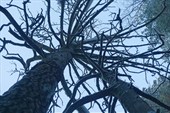 Заколдованное дерево