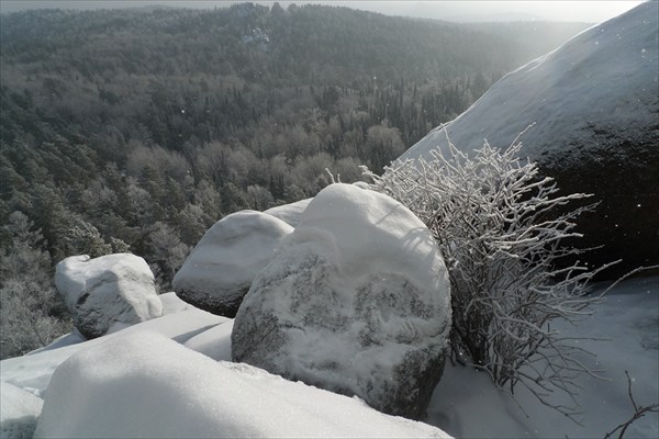 Море леса