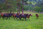 лошади убегают от загона