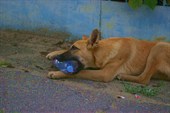суровые собаки едят пластик