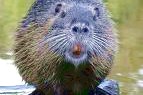 бобр