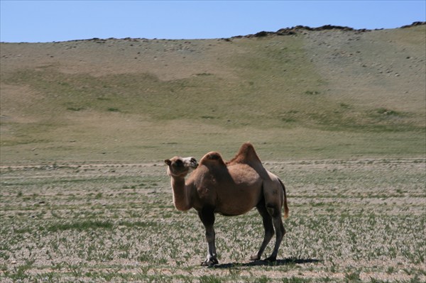 Монгольский Алтай