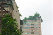 На крышах многих домов растут деревья
