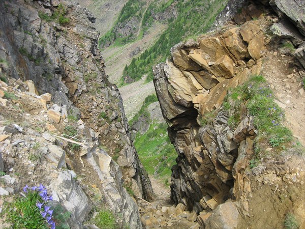 Цветы среди скал.