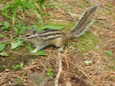 Санитар стоянок туристов-бурундук