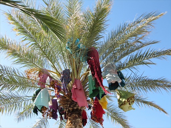 Финиковые деревья