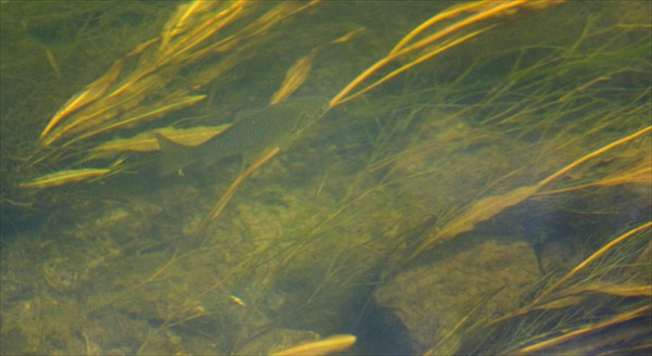 Не видите рыбу? Она там есть.