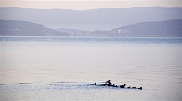 Дикие утки на озере Тургояк