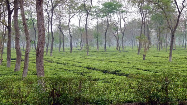 По дороге в Бхалукпонг (чайная плантация)