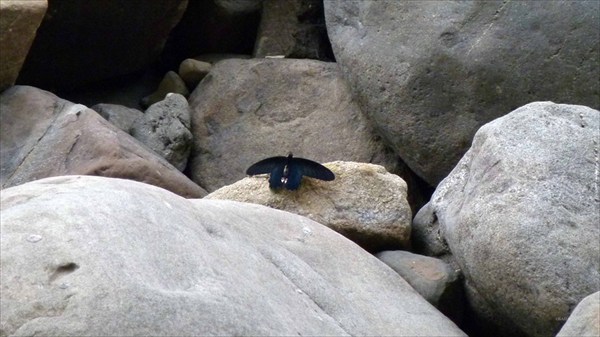 Река Каменг (бабочка)